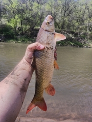 Moxostoma macrolepidotum