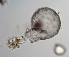 Lesquereusia spiralis