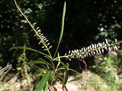 Veronica stenophylla stenophylla