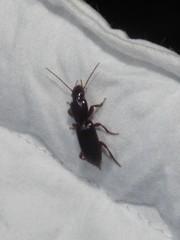 Stenomorphus californicus