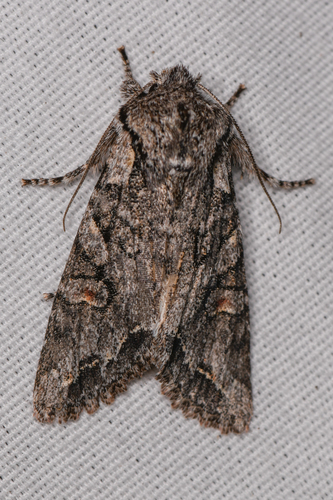 Egira hiemalis photo 6
