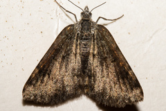 Aponotoreas orphnaea