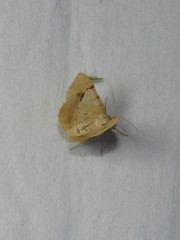 Frederickia flaviterminata