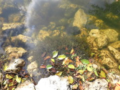 Najas guadalupensis
