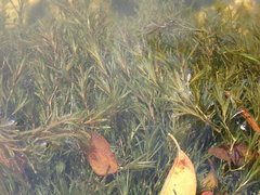 Najas guadalupensis