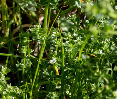 Galium porrigens porrigens