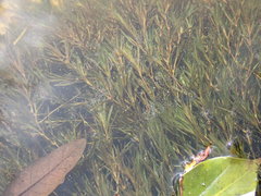 Najas guadalupensis
