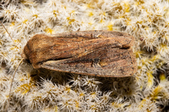 Ichneutica atristriga