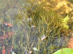 Najas guadalupensis