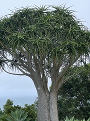Aloidendron