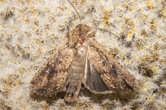 Ichneutica morosa