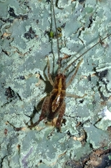 Talitropsis
