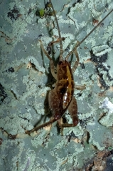Talitropsis
