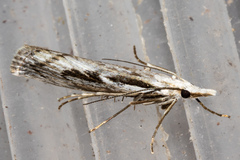 Tawhitia pentadactyla