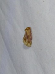 Chamaeclea basiochrea