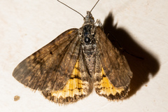 Paranotoreas brephosata