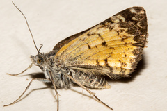 Paranotoreas brephosata