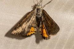 Paranotoreas brephosata