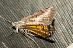 Paranotoreas brephosata