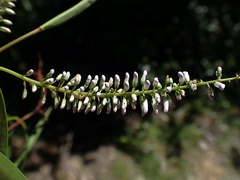 Veronica stenophylla stenophylla