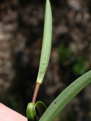 Veronica stenophylla stenophylla