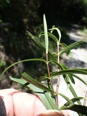 Veronica stenophylla stenophylla