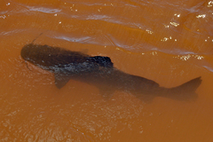 Steindachneridion melanodermatum