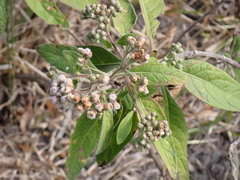 Pluchea carolinensis