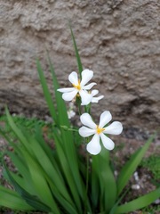 Eleutherine bulbosa