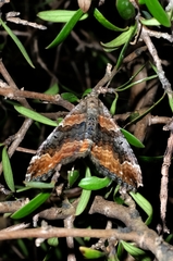 Hydriomena deltoidata