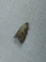 Abablemma bilineata
