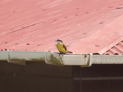 Pitangus sulphuratus