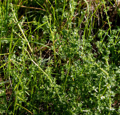 Galium porrigens porrigens