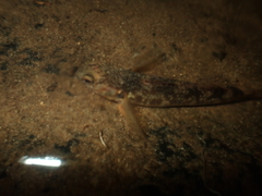 Gobiomorphus huttoni