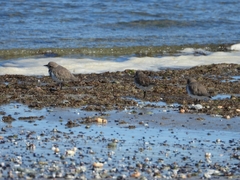Charadrius falklandicus