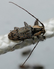 Prosoplus intercalaris