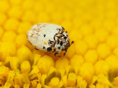 Anthrenus isabellinus