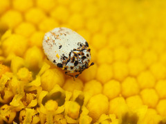 Anthrenus isabellinus