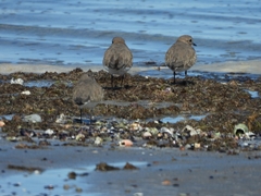 Charadrius falklandicus