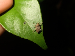 Chalepistes compressus