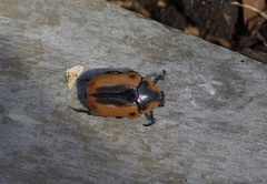 Chondropyga dorsalis