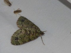 Hammaptera parinotata