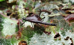 Damasippus