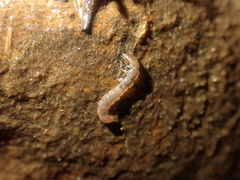 Polyplectropus