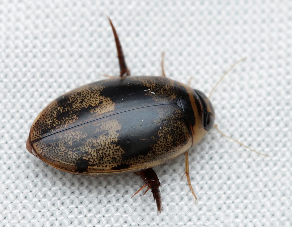 Rhantaticus