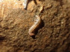 Polyplectropus