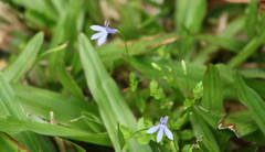 Lobelia quadrangularis