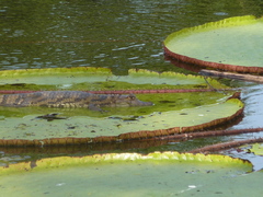 Caiman crocodilus