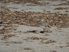 Charadrius falklandicus