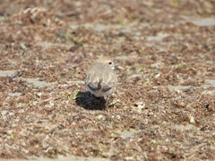 Charadrius falklandicus